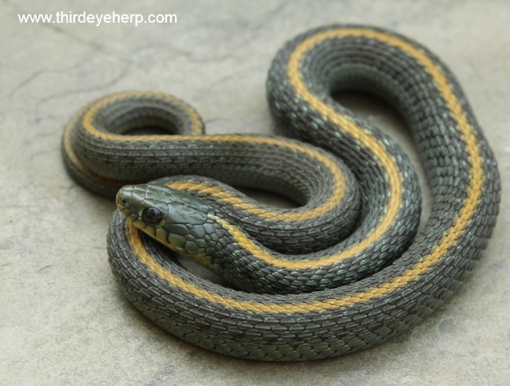 Santa Cruz Garter Snake